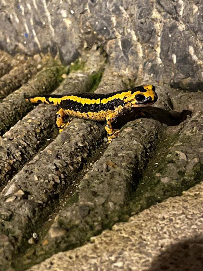 La Casina De Colores De Cudillero Zewnętrze zdjęcie
